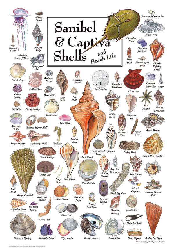 Shells of Sanibel & Captiva - 550 Piece Puzzle